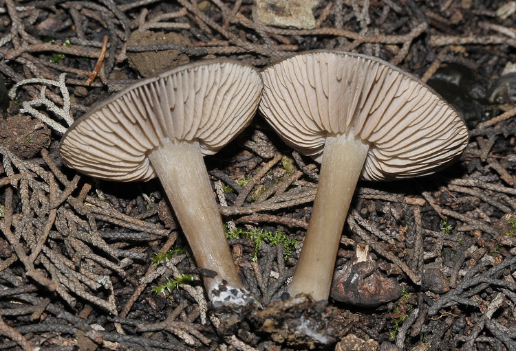 Funghi del freddo (cfr. Entoloma plebejum)